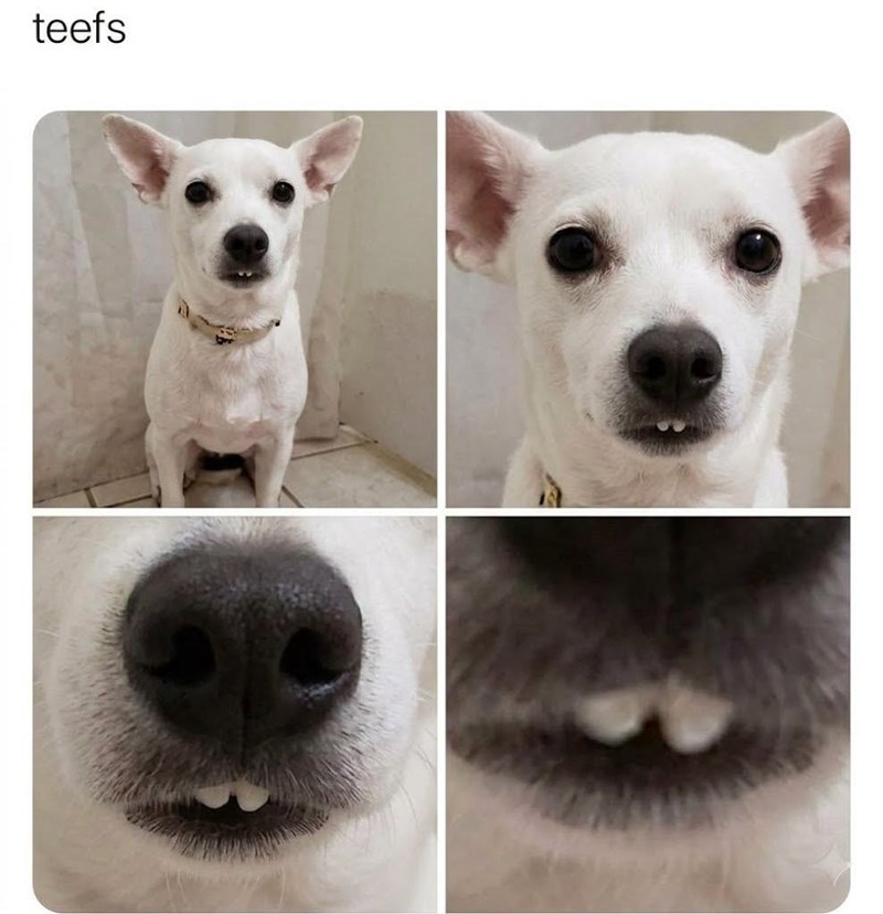 teefs