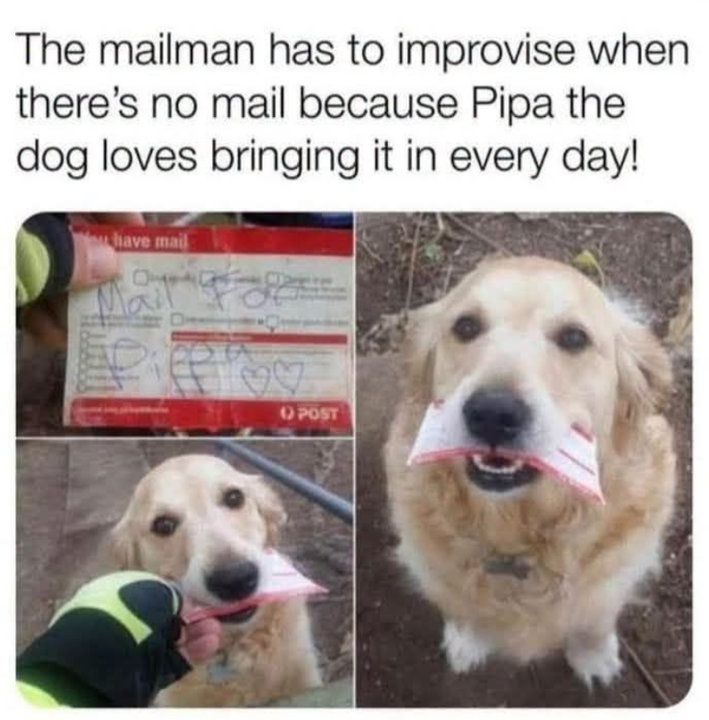 The mailman has to improvise when there's no mail because Pipa the dog loves bringing it in every day! have mail O POST