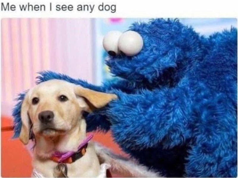 Me when I see any dog