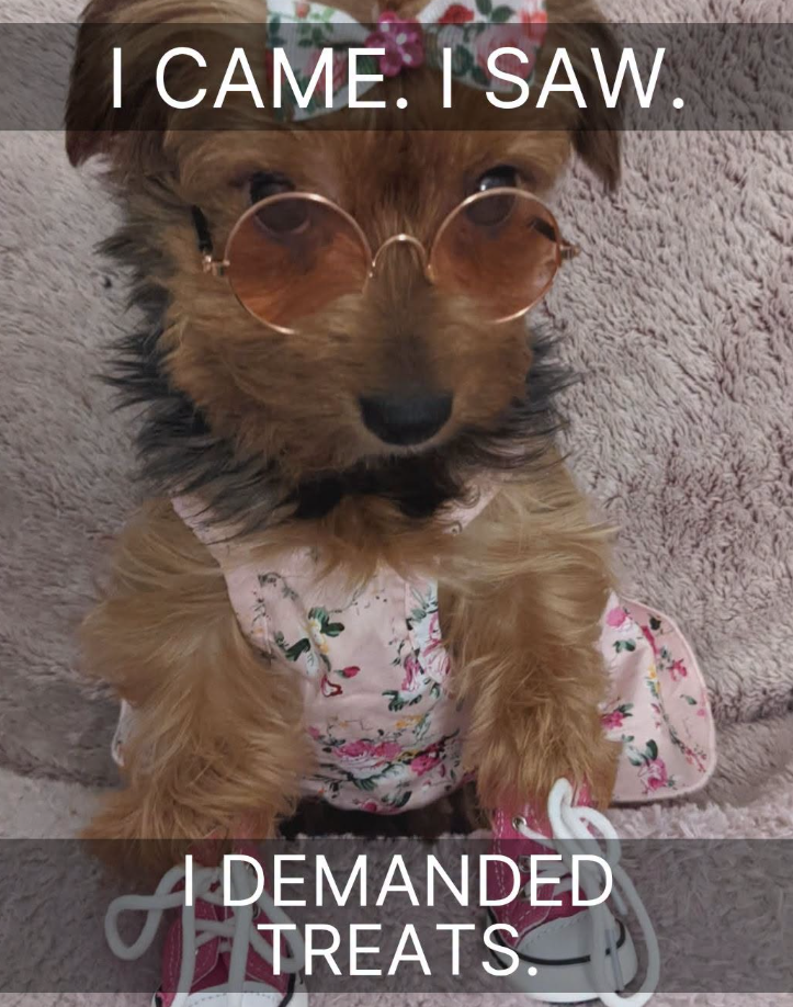 I CAME. I SAW. I DEMANDEDS TREATS.