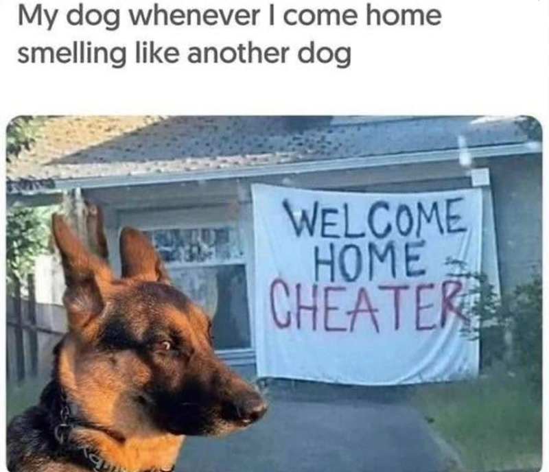 My dog whenever I come home smelling like another dog WELCOME HOME CHEATER