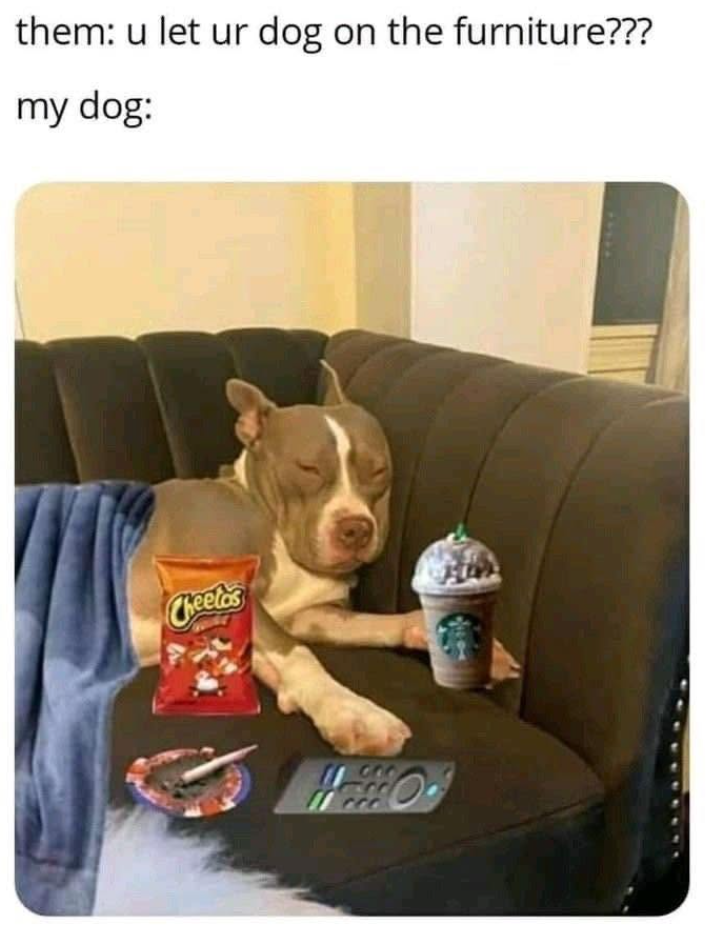 them: u let ur dog on the furniture??? my dog: Cheetos C00