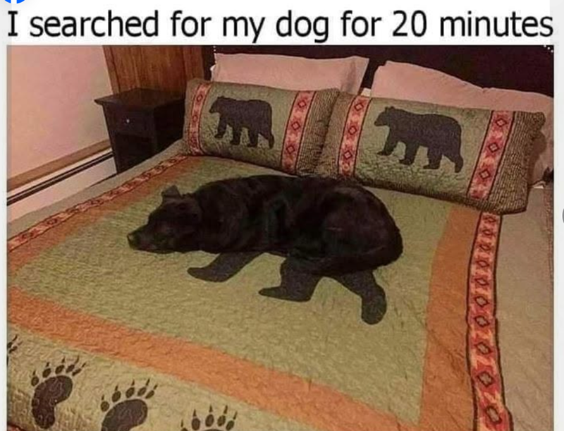 I searched for my dog for 20 minutes