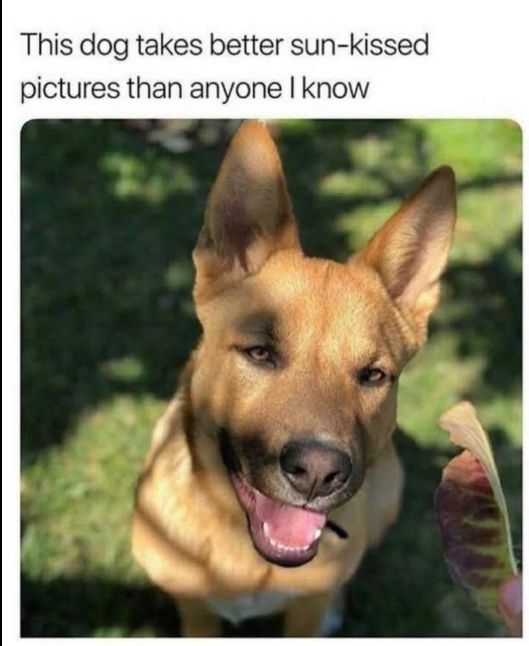 This dog takes better sun-kissed pictures than anyone I know