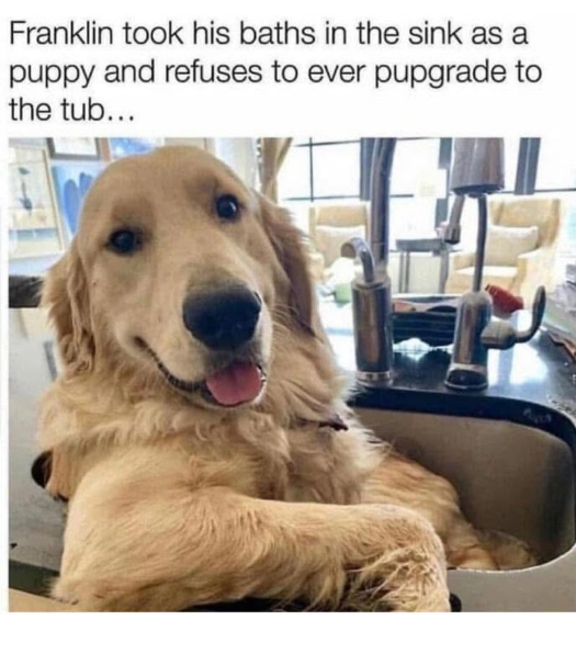 Franklin took his baths in the sink as a puppy and refuses to ever pupgrade to the tub...