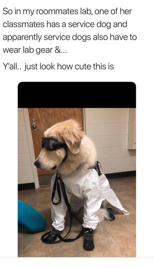 So in my roommates lab, one of her classmates has a service dog and apparently service dogs also have to wear lab gear &... Y'all.. just look how cute this is