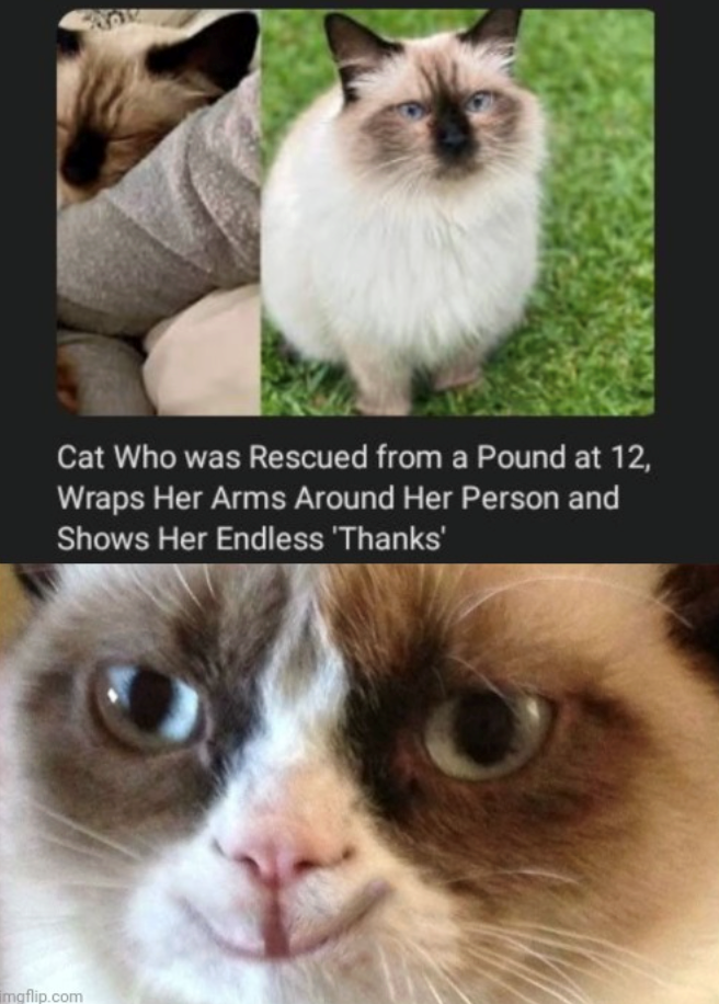 Cat Who was Rescued from a Pound at 12, Wraps Her Arms Around Her Person and Shows Her Endless 'Thanks' imgflip.com