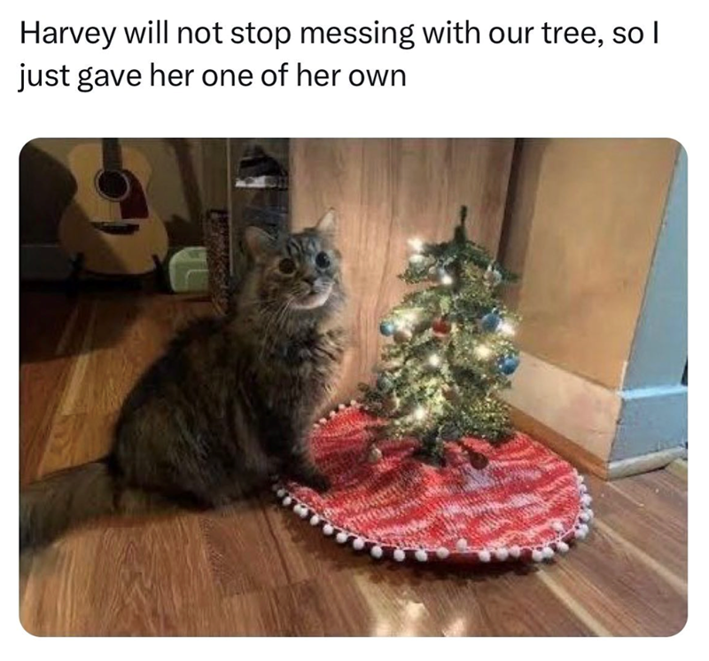 Harvey will not stop messing with our tree, so I just gave her one of her own