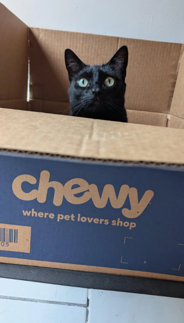 05 chewy where pet lovers shop