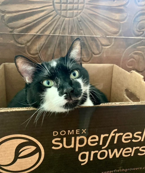 DOMEX superfresh growers perfreshgrowers.c