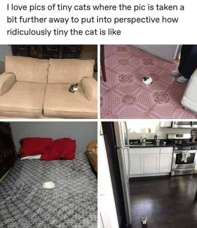 I love pics of tiny cats where the pic is taken a bit further away to put into perspective how ridiculously tiny the cat is like