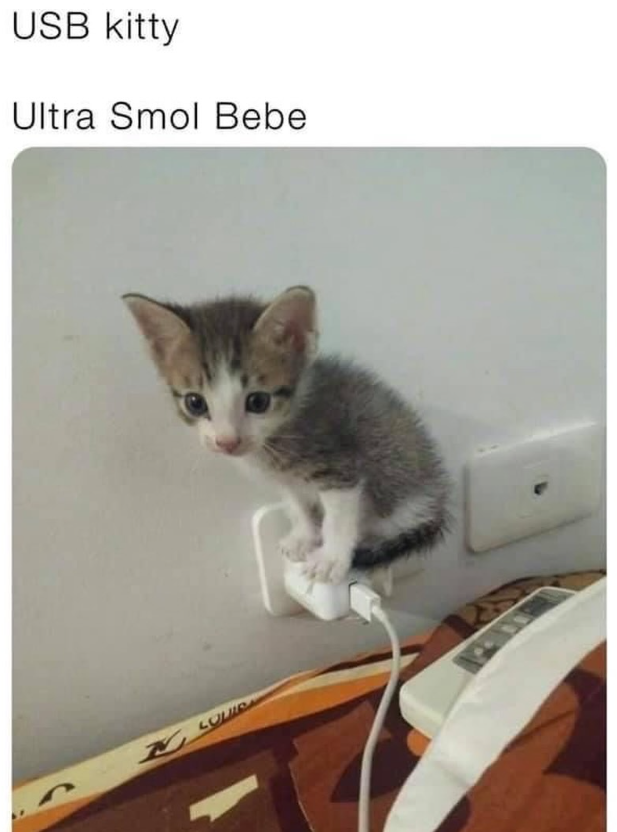 USB kitty Ultra Smol Bebe LOUIS