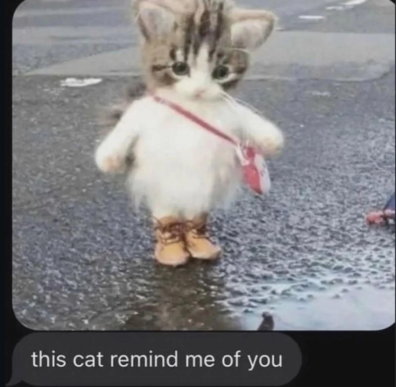 this cat remind me of you