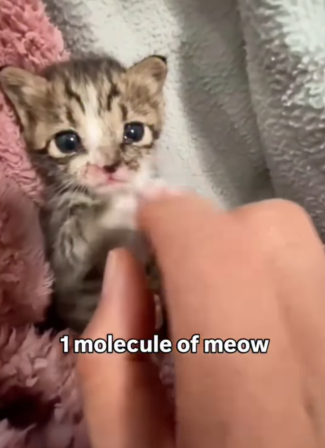 1 molecule of meow
