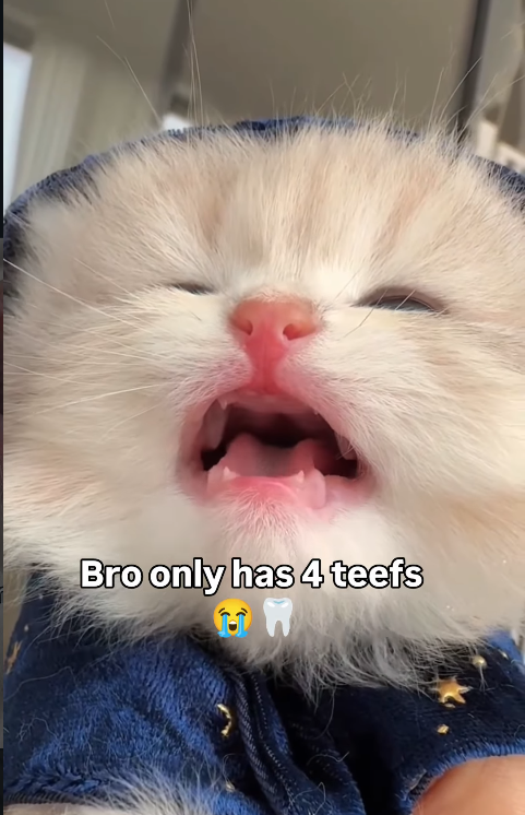 Bro only has 4 teefs