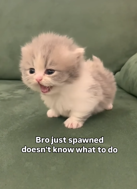 Bro just spawned doesn't know what to do