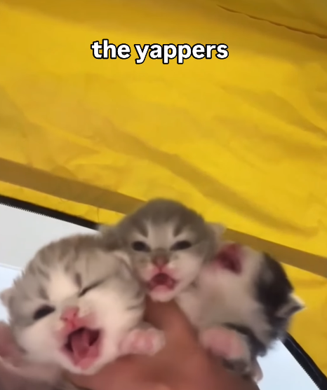 the yappers