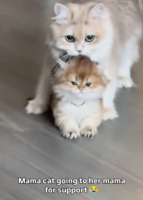 Mama cat going to her mama for support