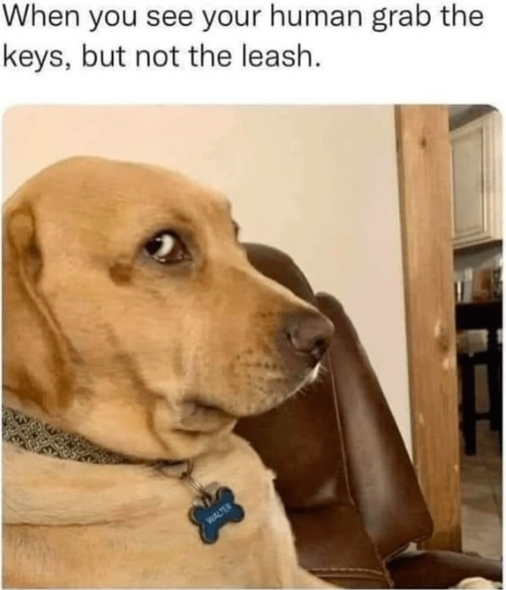 When you see your human grab the keys, but not the leash. WALTER