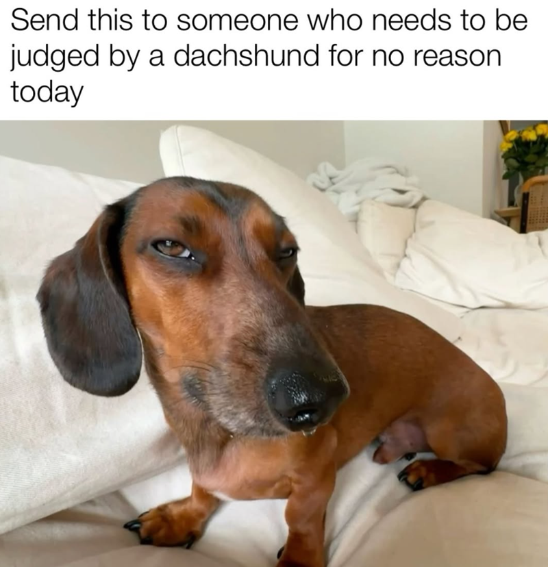 Send this to someone who needs to be judged by a dachshund for no reason today