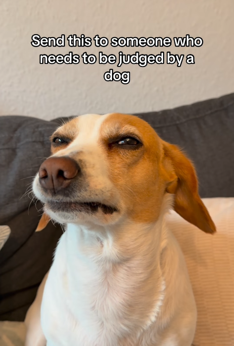 Send this to someone who needs to be judged by a dog