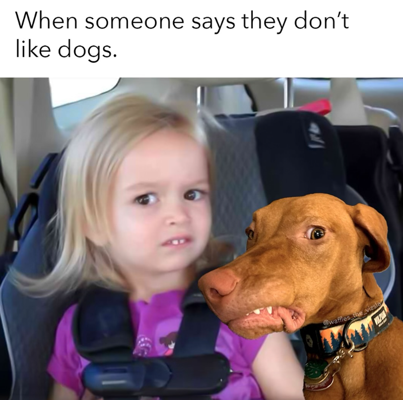 When someone says they don't like dogs. @waffles the vizsla