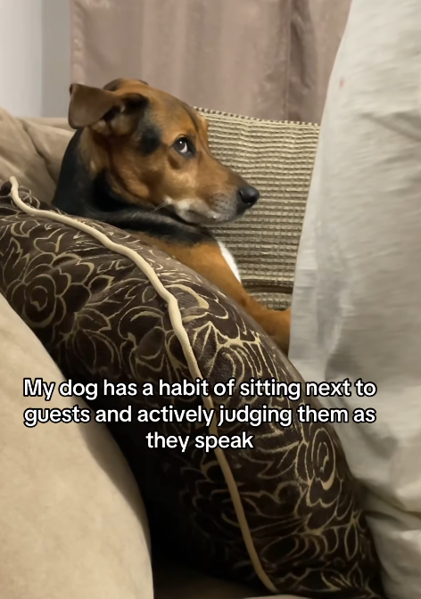 My dog has a habit of sitting next to guests and actively judging them as they speak