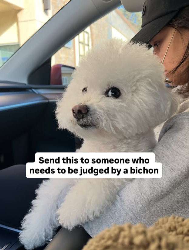 Send this to someone who needs to be judged by a bichon