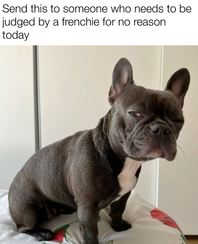Send this to someone who needs to be judged by a frenchie for no reason today