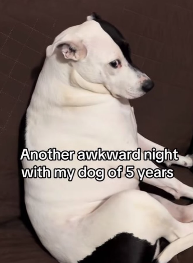 Another awkward night with my dog of 5 years