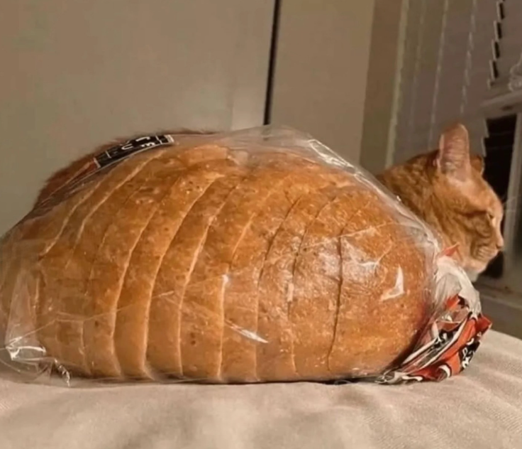 Cheezburger Image 10642413824