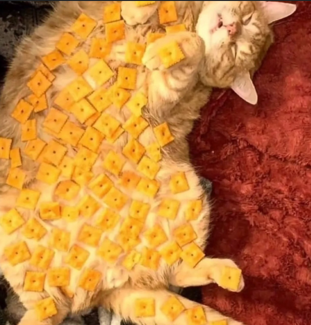 Cheezburger Image 10642414080