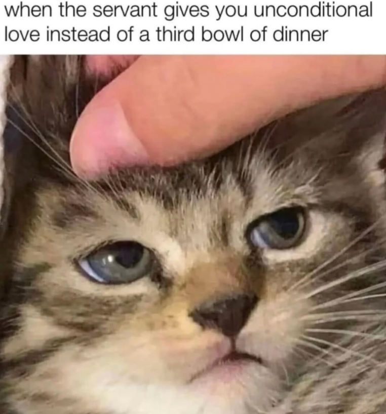 when the servant gives you unconditional love instead of a third bowl of dinner