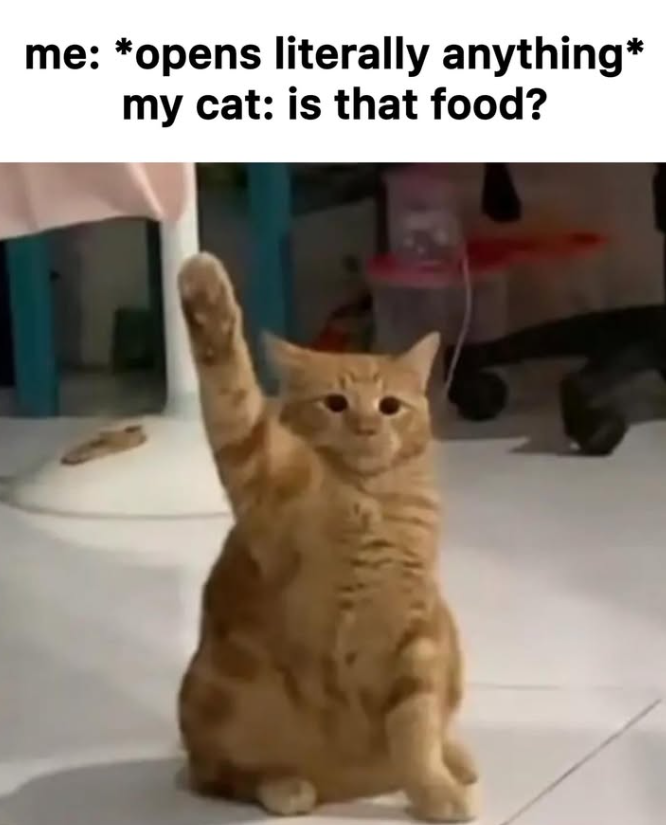 me: *opens literally anything* my cat: is that food?