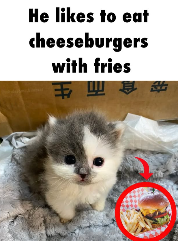 He likes to eat cheeseburgers wholesamp,brancal with fries 席