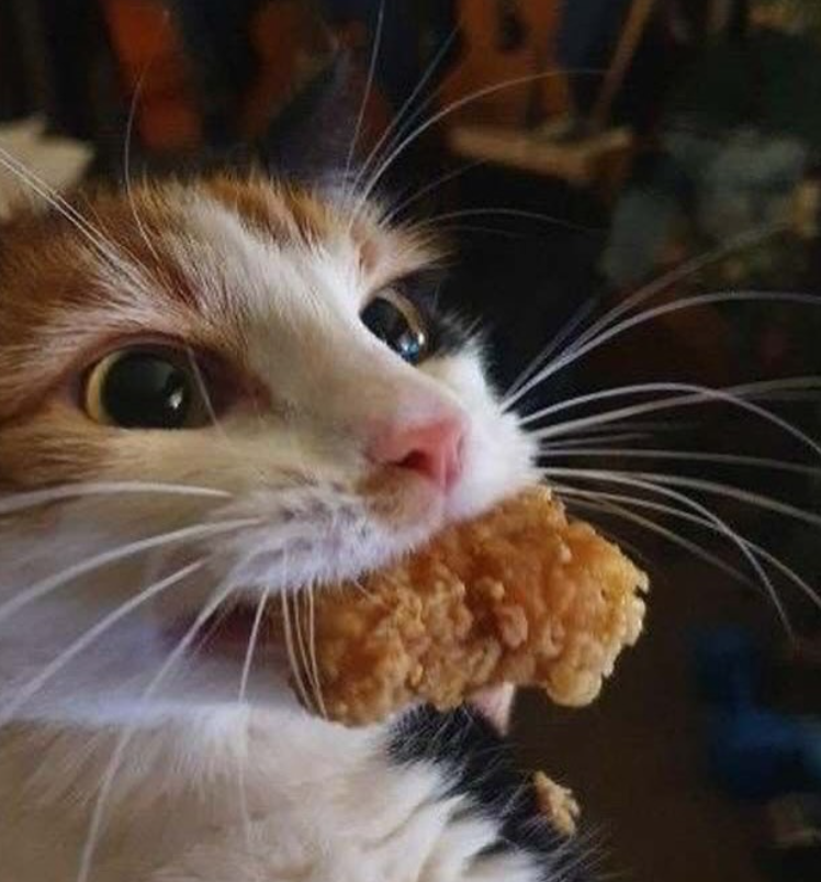 Cheezburger Image 10642419968