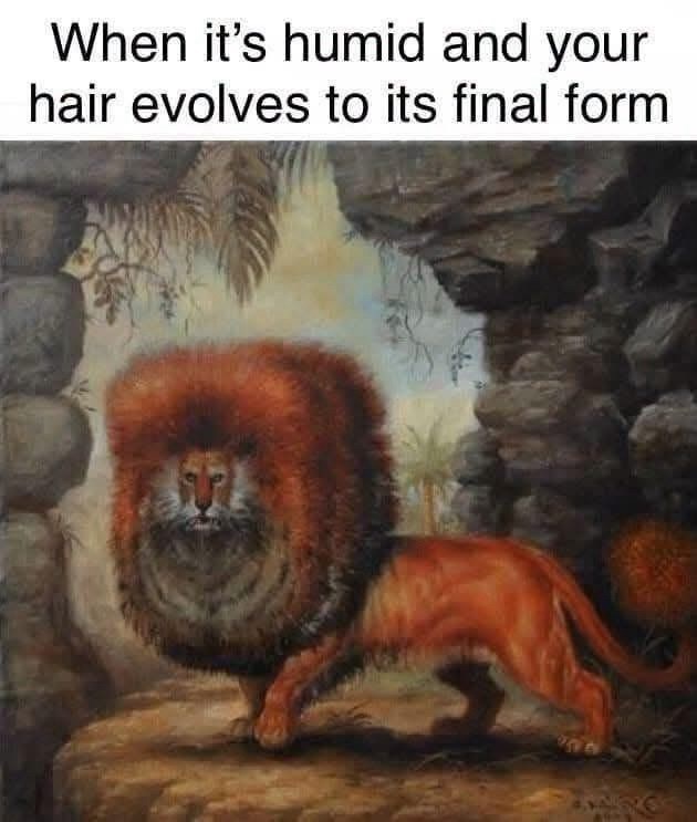 When it's humid and your hair evolves to its final form