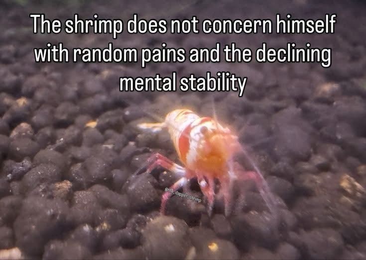 The shrimp does not concern himself with random pains and the declining mental stability the dapper shrimp