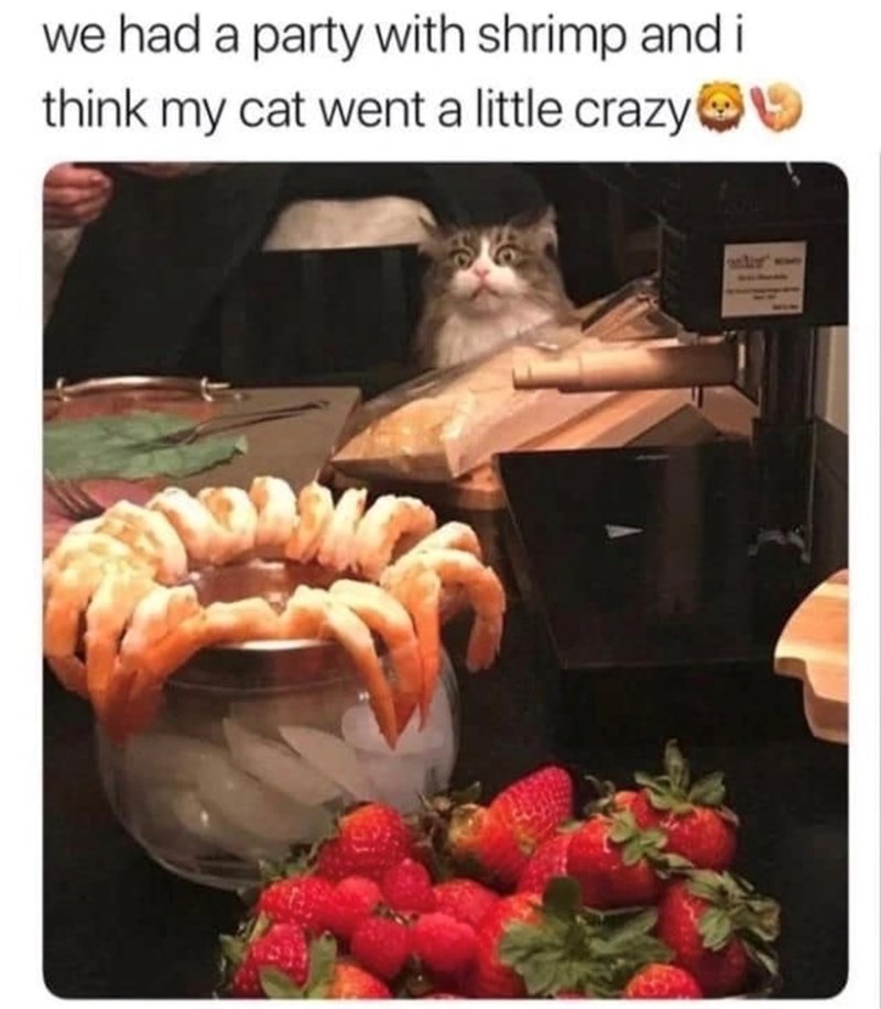 we had a party with shrimp and i think my cat went a little crazy