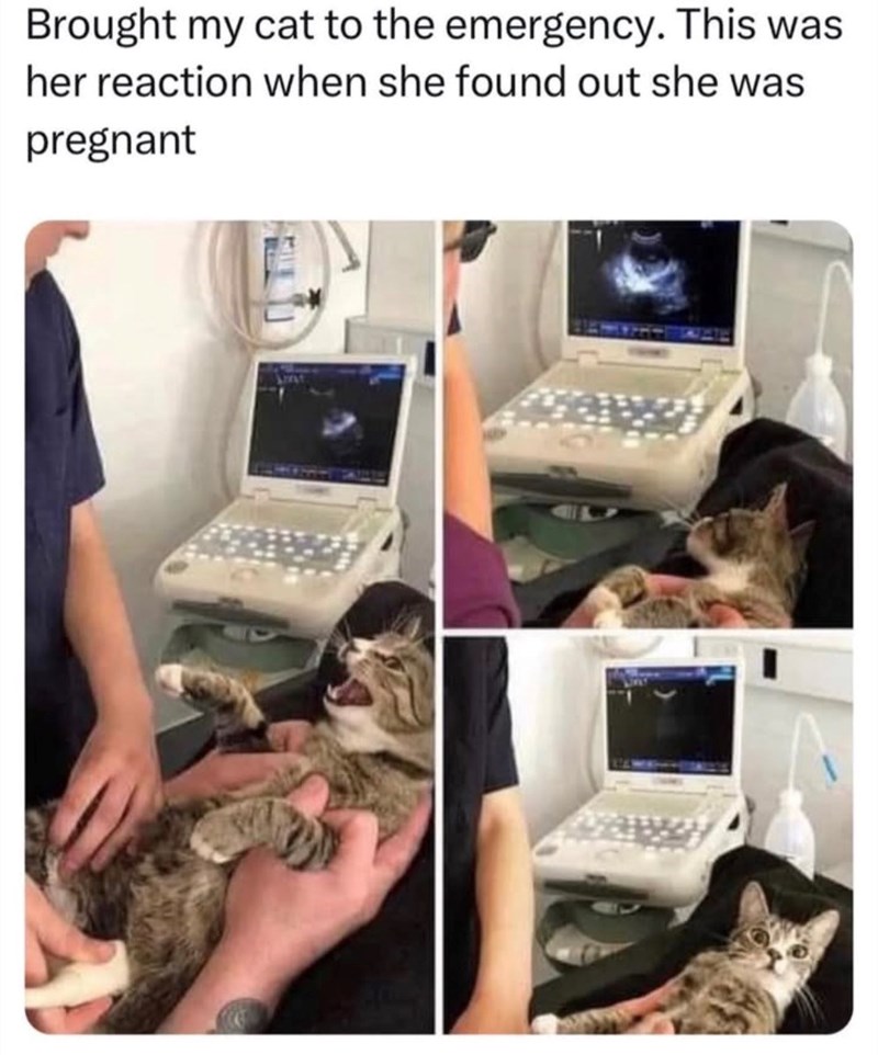 Brought my cat to the emergency. This was her reaction when she found out she was pregnant