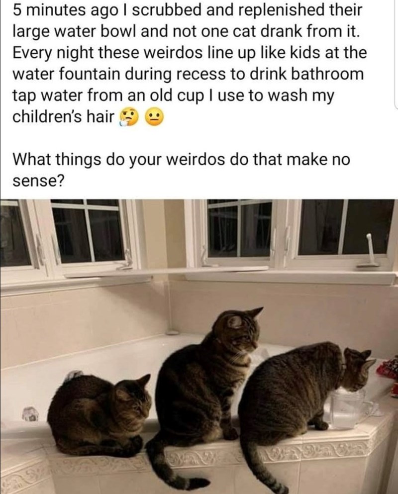 5 minutes ago I scrubbed and replenished their large water bowl and not one cat drank from it. Every night these weirdos line up like kids at the water fountain during recess to drink bathroom tap water from an old cup I use to wash my children's hair What things do your weirdos do that make no sense?