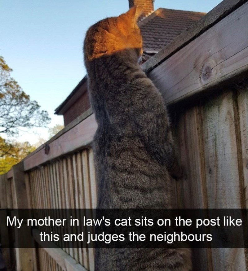 My mother in law's cat sits on the post like this and judges the neighbours