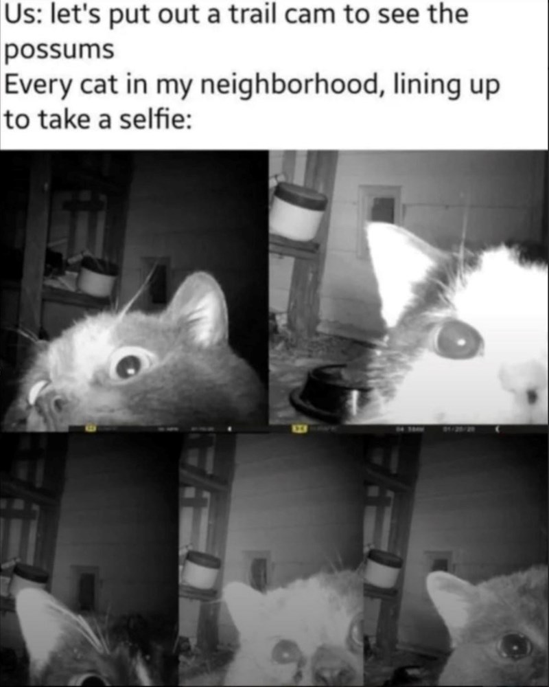 Us: let's put out a trail cam to see the possums Every cat in my neighborhood, lining up to take a selfie: 1248