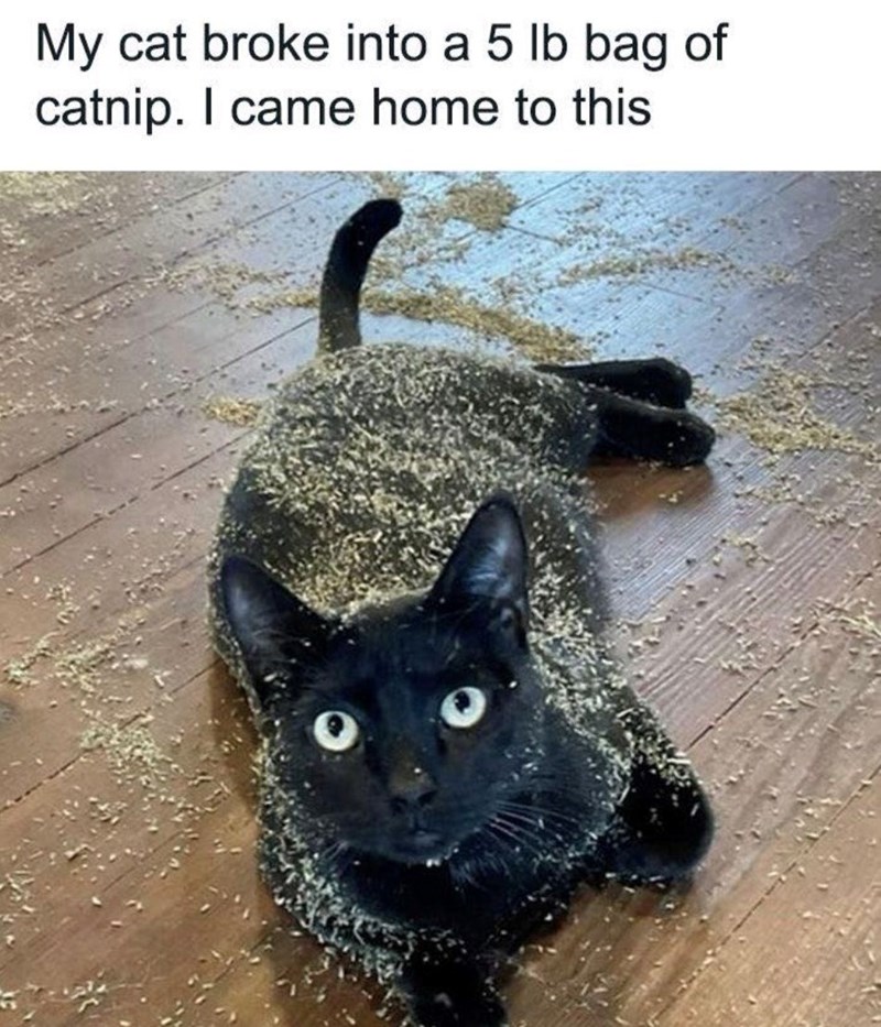 My cat broke into a 5 lb bag of catnip. I came home to this