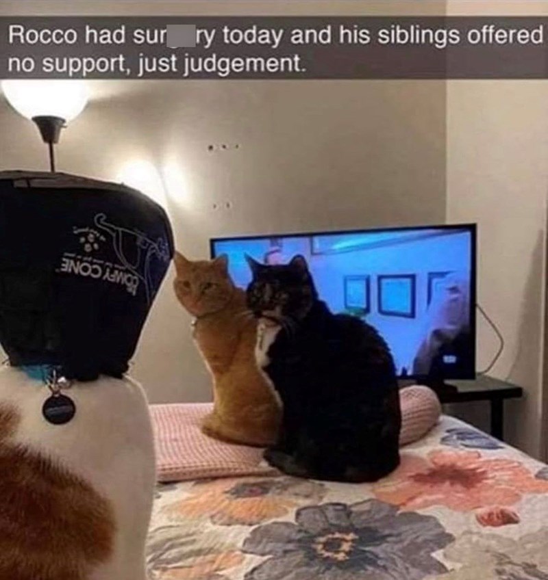 Rocco had surry today and his siblings offered no support, just judgement.