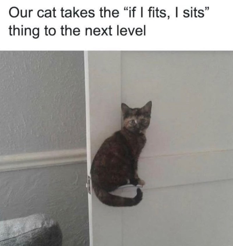 Our cat takes the "if I fits, I sits" thing to the next level