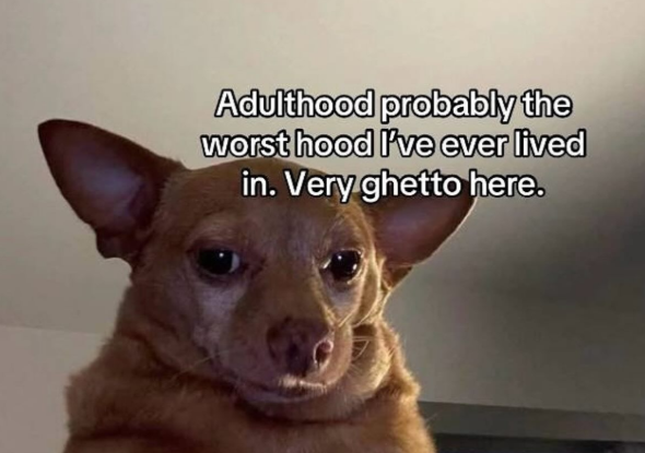 Adulthood probably the worst hood I've ever lived in. Very ghetto here.