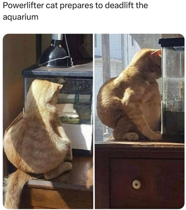 Powerlifter cat prepares to deadlift the aquarium