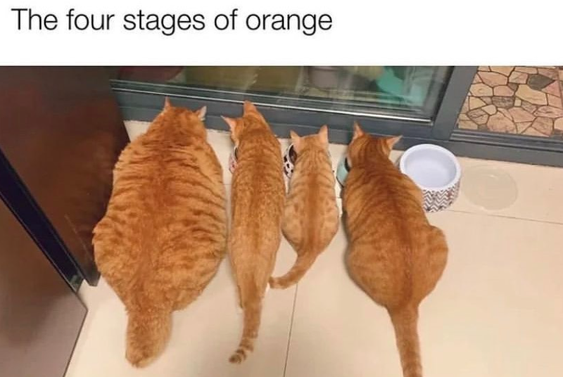 The four stages of orange