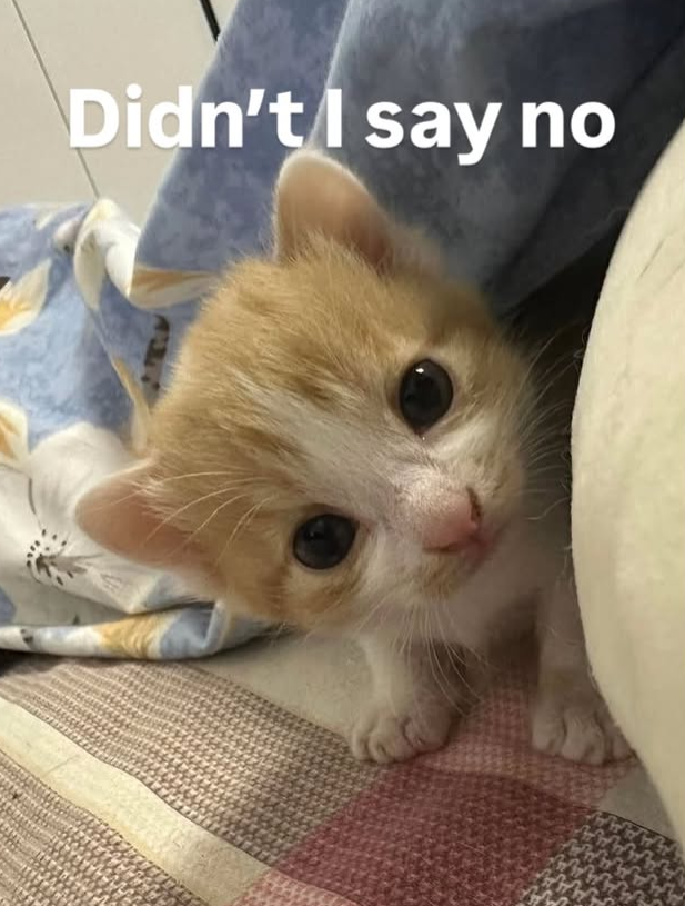 Didn't I say no